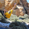 La tortuga 7C bloc � Las Canadas, Teide